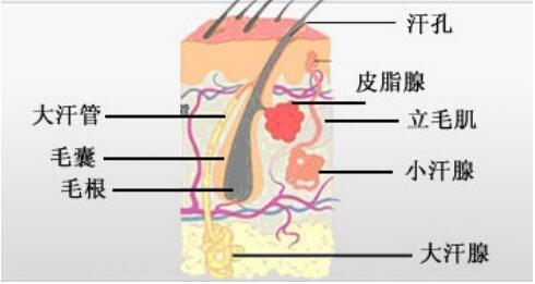 国医百科官网特别报道 成都众爱精诚腋臭医学技术研究院院长——汪学军