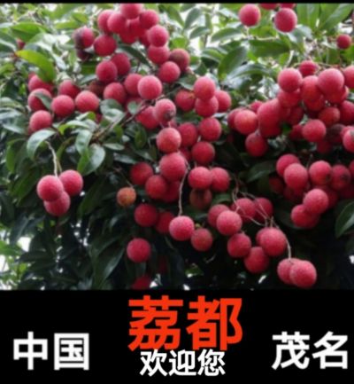 传统醫学 与 现代医疗 著名中医名家——周培富